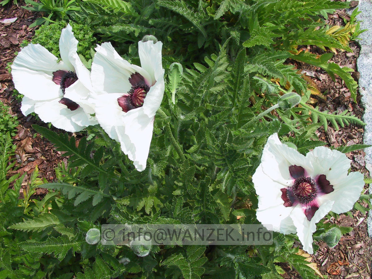 Papaver orientale Royal Wedding 01.JPG